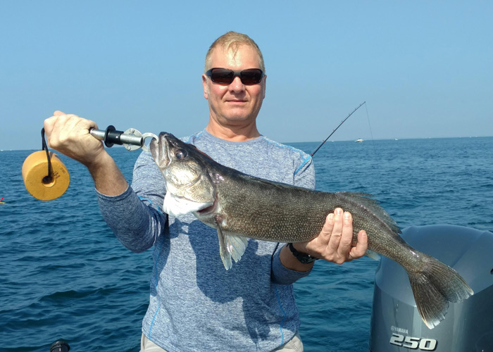 Lake Erie Walleye