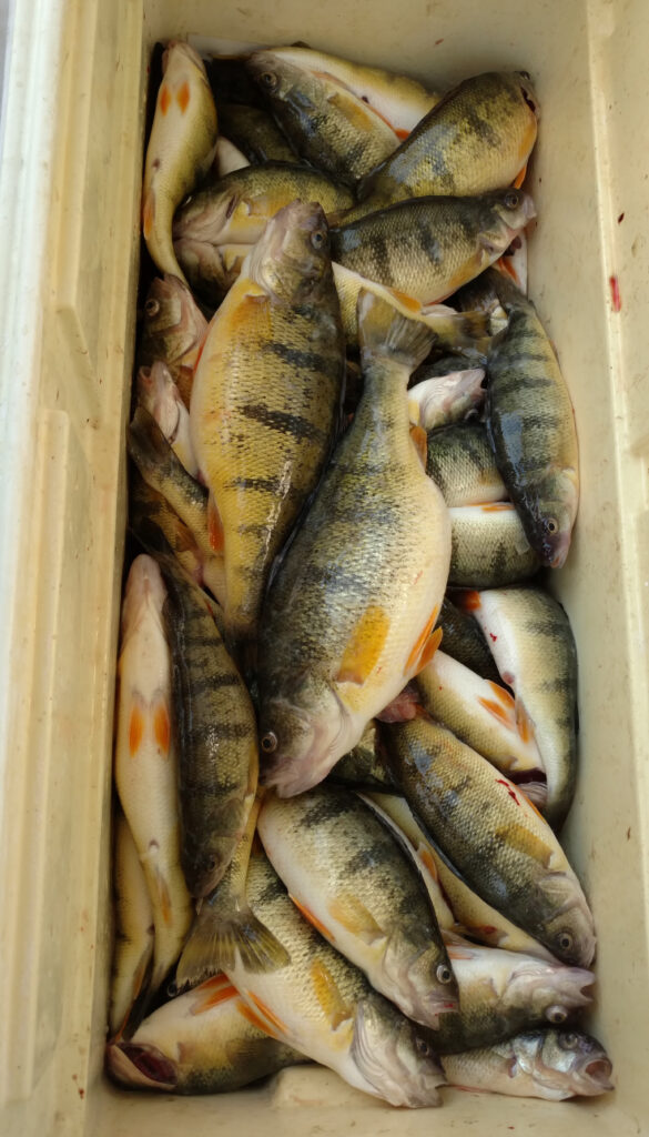 Lake Erie Yellow Perch 2017 fishing photos