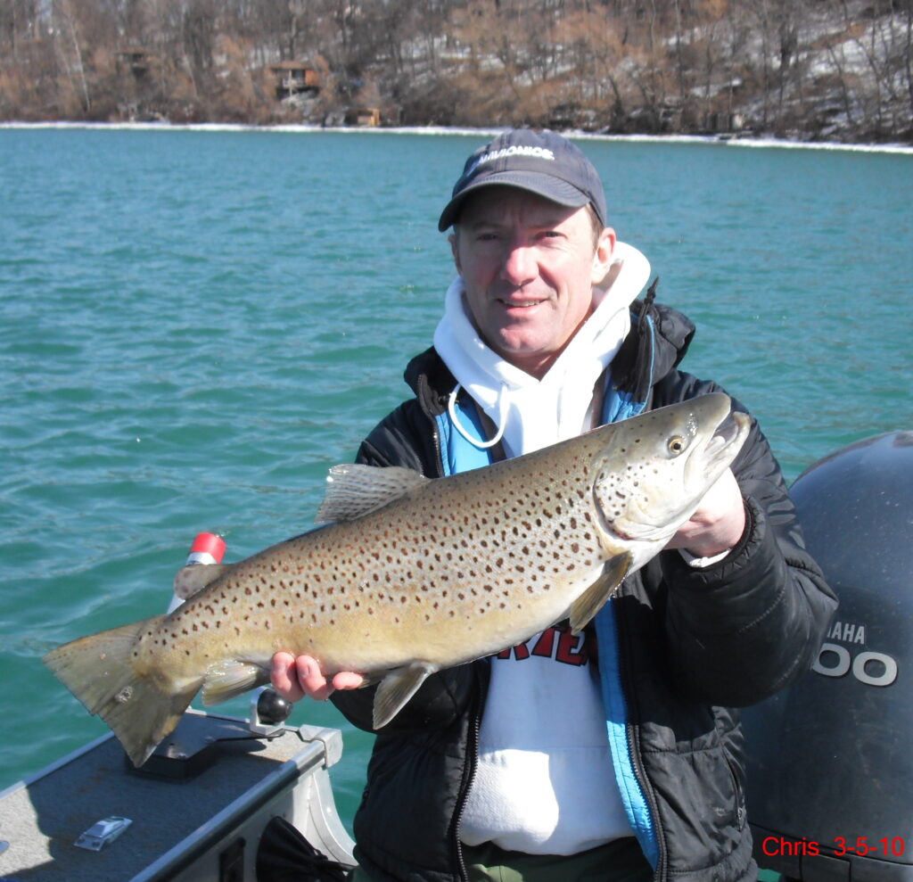 Brown Trout Monster Fish Photos