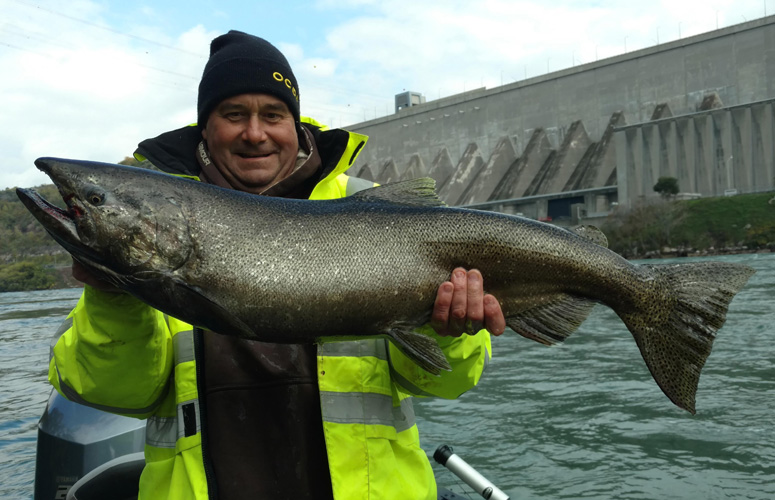 Niagara River King Salmon