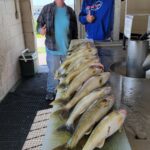 2024 Schultz Sportfishing Picture of a nice Walleye fish fry