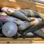 2024 Schultz Sportfishing Picture of a Full Cooler of Walleye