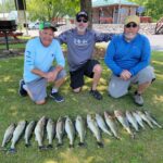 2024 Schultz Sportfishing Photo of a Lake Erie Walleye Limit!