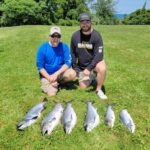 2024 Schultz Sportfishing Photo of a King Salmon Limit