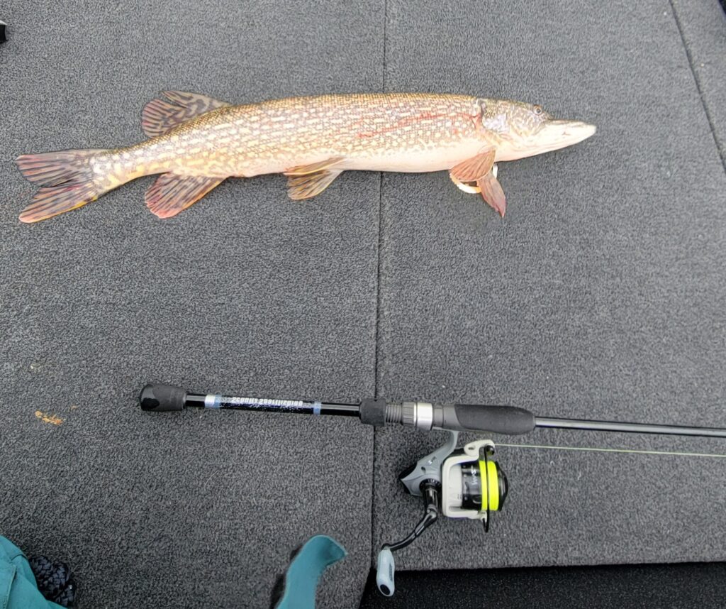 Northern Pike